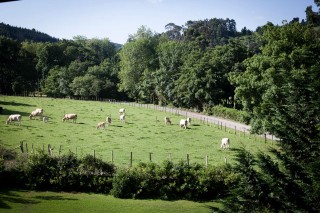 vacas-en-prado